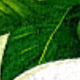 Nhiều màu