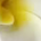 黃