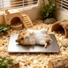 1pc Small Pet Hamster Aluminum Cooling Mat, Easy To Clean Heat Dissipation Pad, Hamster Cage Bedding, Essential Summer Accessory For Hamsters - View 2
