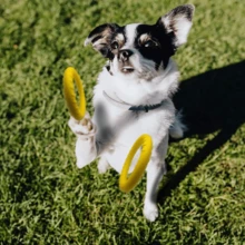 XL Large Indestructible Dog Toys, Dog Chew Toys For Aggressive Chewers,Flying Discs For Medium/Large Breeds. Floating Dog Ring Toys For Throwing, Catching, Grabbing. (12 Inch) - 小號黃色 - 查看 6