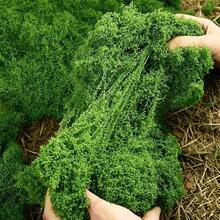 30g/100g/200g/500g Mousse verte simulée, herbe artificielle de couleur forêt soyeuse pour la création de paysages, l'art mural, Pâques, la décoration de plantes vertes artificielles, tous les DIY - Multicolore - Voir 1