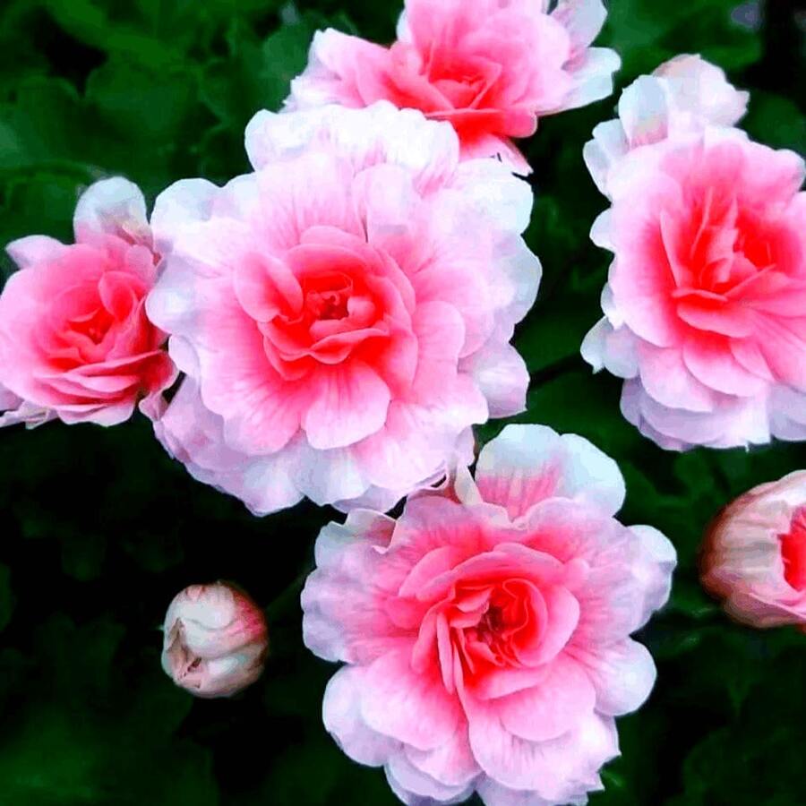 Semillas de Flores - Semillas de Flores, Adecuadas para Cultivo en Exteriores, Interiores, Casa y Jardín - Fáciles de Cultivar, Atraen Insectos - 20 piezas - Ver 1