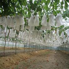 Aproximadamente 50 piezas Bolsas de malla blanca para aislar frutas - Previene la entrada de insectos y pájaros - Adecuado para viñedos y jardines - Aplicable para diversas frutas y verduras, protección para jardinería - alrededor de 50 piezas - Ver 8