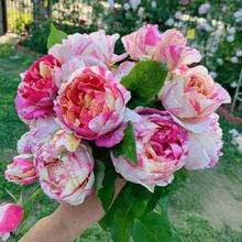 Semillas de rosa trepadora romántica, semillas de plantas de flores perennes, flores variadas polinizadas para producir impresionantes racimos de flores, adecuadas para entusiastas de la jardinería, regalos y obsequios de la naturaleza. - 100 piezas - Ver 3