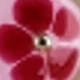 Rose Red