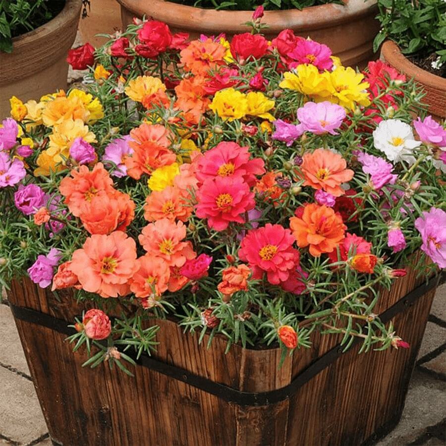 100 piezas de Portulaca Grandiflora, Musgo Radish, Eleven Point, Rosa Mexicana, Rosa Solar y Rosa de Roca seleccionadas al azar, resistentes al calor y a la sequedad. - SEMILLA - Ver 1