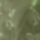 أخضر عسكري