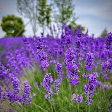 Outdoor Decor - 1000+ - View 4