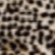 Leopard Print