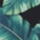 Dark Green Leaves Can Be Worn as a Blanket
