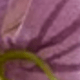 Màu tím