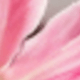 Hồng