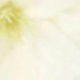 trắng