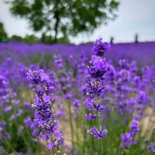 Outdoor Decor - 1000+ - View 5