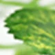 Begonia Leaves