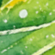 Nhiều màu