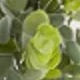 Green Plant Vines - Gray-green Lavender Eucalyptus