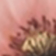 Một cỡ