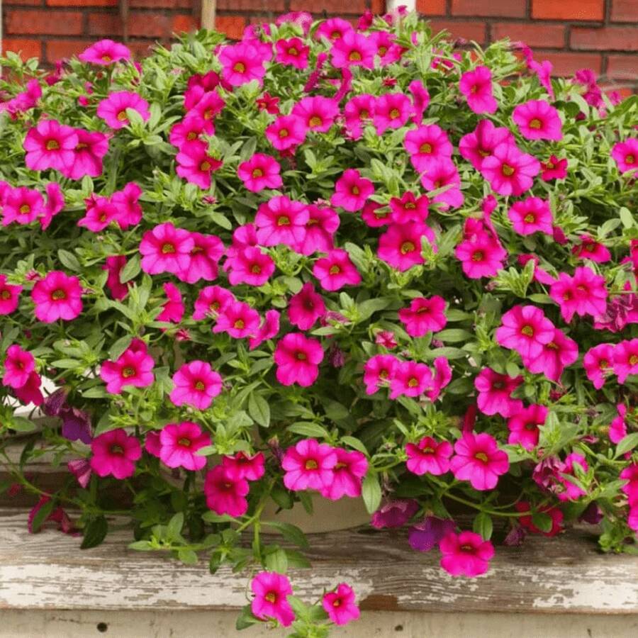 500pcs Calibrachoa Flower Seeds Suitable For Planting - View 1