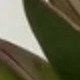 Pale Purple-green