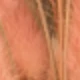 Light Reddish-brown Rabbit's Tail Grass