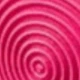 Rosa Fucsia