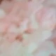Cherry Blossom Pink
