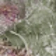 verde menta