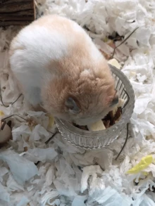 無塵倉鼠紙墊，高吸水性除臭小動物墊料，蓬鬆原生紙漿棉巢穴，適合冬季保暖與夏季冷氣房，舒適柔軟墊料，適用於天竺鼠、兔子、龍貓 - 彩色 - 查看 9