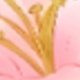 彩色