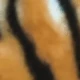 Brown Tiger Stripes