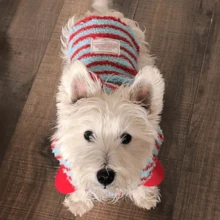1 Bộ quần áo ấm áp kẻ sọc cho thú cưng, quần áo cho chó, quần áo cho mèo, phù hợp cho chó Teddy, Poodle, Maltese. - Đỏ - Xem 4