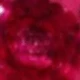 Rose Red