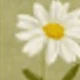 متعدد الألوان