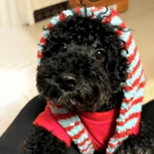 1 Bộ quần áo ấm áp kẻ sọc cho thú cưng, quần áo cho chó, quần áo cho mèo, phù hợp cho chó Teddy, Poodle, Maltese. - Đỏ - Xem 10