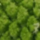Green 2