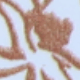 Nhiều màu