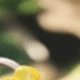 متعدد الألوان