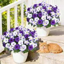 Artificial Purple-White Gerbera Daisy Decor, Artificial Flowers For Outdoors, Realistic Fake Flowers Petunias UV Resistant Silk Morning Glory Faux Plants For Outdoor Planters Balcony Yard Window Box Porch Garden Home Outside Decor - Multicolor - View 3