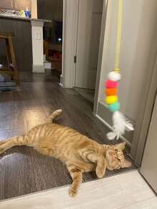 1个互动毛绒猫玩具球 - 发声训练玩具 - 逗猫棒，适合猫咪玩耍和运动，猫玩具，自娱自乐和放松工具，消耗能量，幼猫适用，自动逗猫棒，智能电子猫用品 - 彩色 - 查看 20