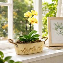 1pc/2pcs Beige Oval Planter With Decorative Rope, Large Capacity Design, Perfect For Planting Succulents, Herbs, Greenery Or Flowers, Suitable For Balcony, Living Room Or Windowsill - Flowerpot - View 1