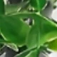 Green Eucalyptus