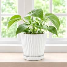 1个/2个/3个白色条纹花盆带托盘，适用于多肉植物、虎尾兰等，室内外装饰花盆 - 花盆 - 查看 12