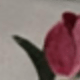 trắng
