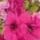 彩色