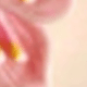 彩色