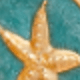 貝殼海螺海星耳飾套裝