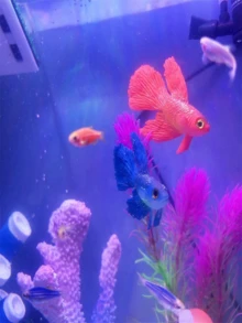 Realistic Artificial Glowing Goldfish - Lifelike Moving Floating Aquarium Decor - Random Colors - Happy Aquarium - View 3