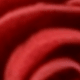 Red Roses