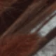 Dark Reddish-brown Rabbit's Tail Grass